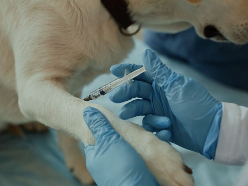 AIM Vaccine objavlja najnovejše predklinične podatke mRNA cepiva proti steklini v 